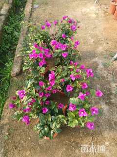 高度35厘米紫花勒杜鹃