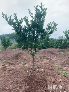 高度40厘米春见柑桔