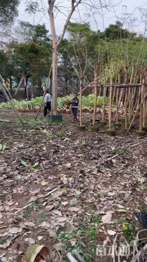 16公分红花风铃木