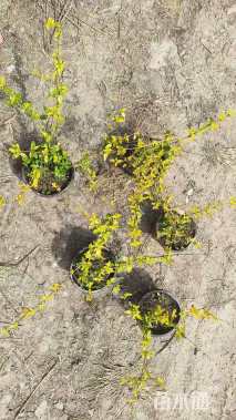 高度20厘米六道木