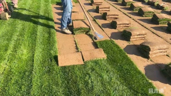 草卷状百慕大草