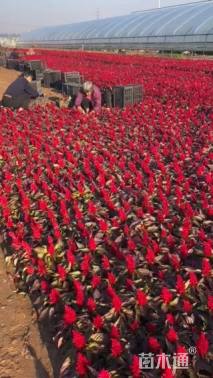 高度24厘米穗状鸡冠花