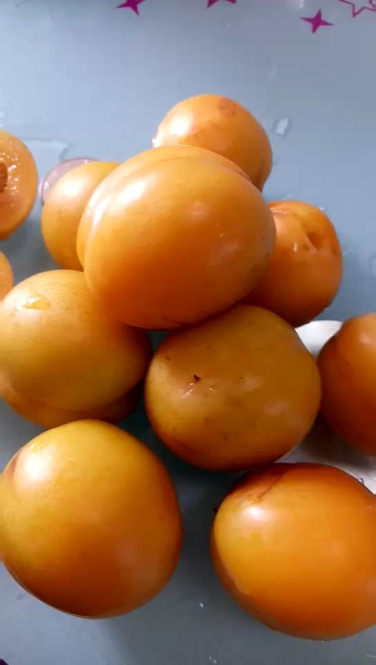 1公分杏树