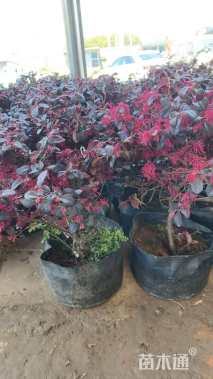 高度25厘米红花继木