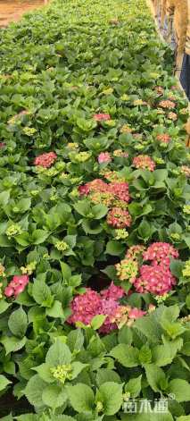 高度20厘米绣球