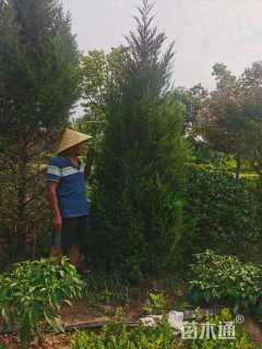 高度150厘米柏树