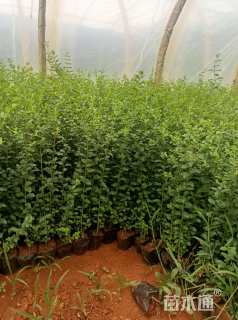 高度30厘米小叶女贞小苗