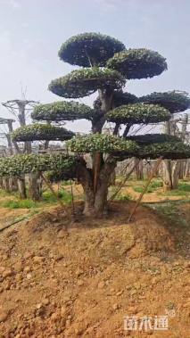 30公分造型对节白蜡