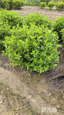 冠幅120厘米大叶栀子球