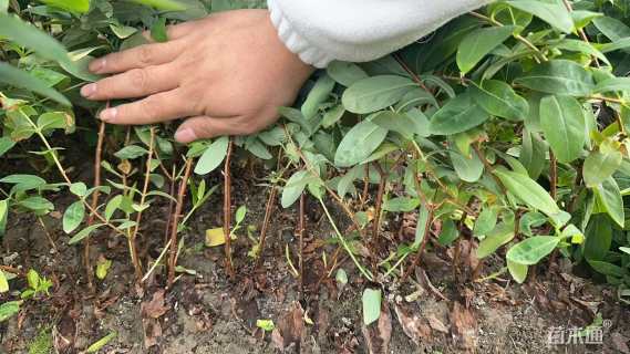 高度45厘米金丝桃