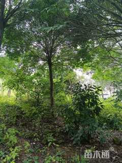 15公分红果冬青