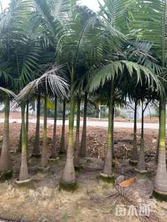 裸干高280厘米大王椰子