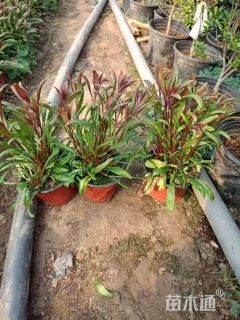 高度15厘米山桃草