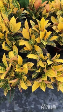 高度40厘米变叶木