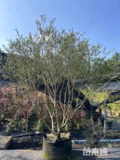 高度50厘米澳洲红千层