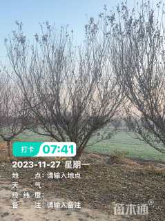 高度400厘米李子树
