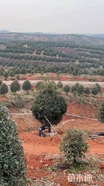 10公分红叶石楠