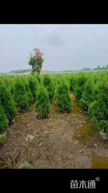 高度200厘米塔柏