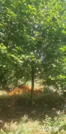 20公分二乔玉兰