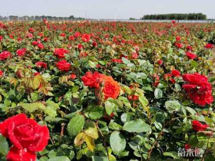 高度35厘米品种月季