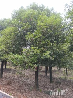 30公分香樟