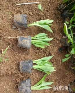 高度35厘米玉簪