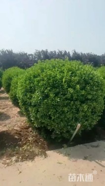 冠幅80厘米小叶女贞球