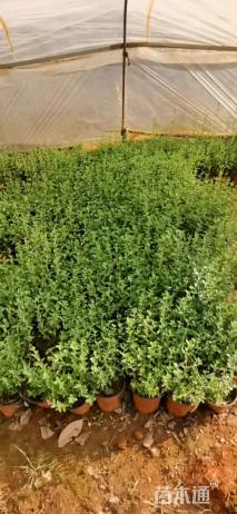 高度25厘米鼠尾草