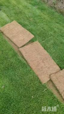 草块状草皮