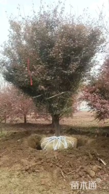 高度450厘米丛生鸡爪槭