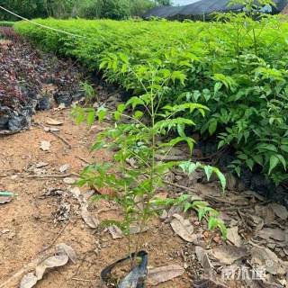 高度20厘米紫云藤