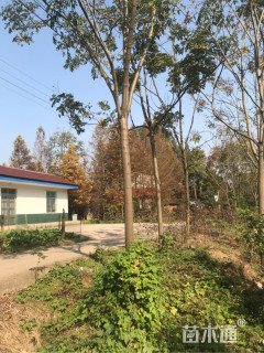 5公分栾树