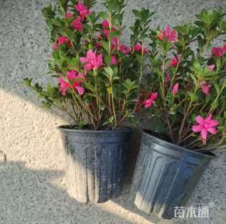 高度15厘米杜鹃