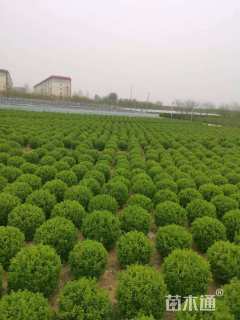 高度120厘米柏树球 