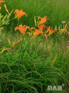 高度10厘米大花萱草