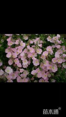 高度20厘米美丽月见草