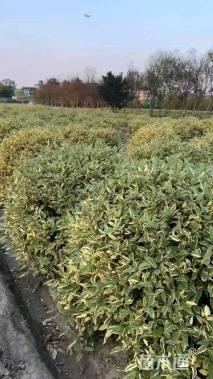 冠幅100厘米金边胡颓子球