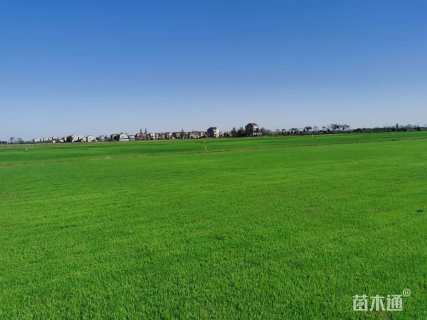 混播黑麦草