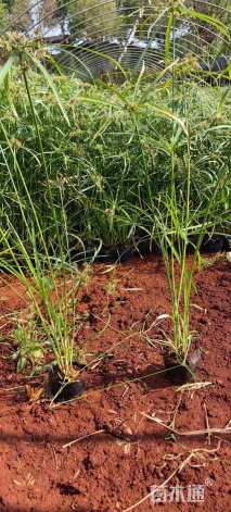 高度70厘米风车草