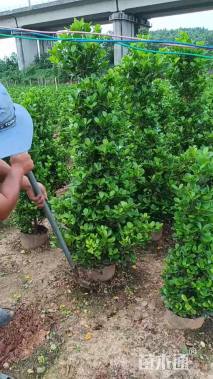 高度170厘米火山榕