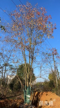 15公分(3杆)丛生乌桕