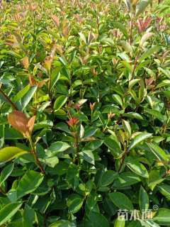 高度35厘米红叶石楠小苗