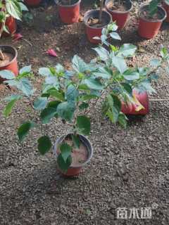 高度60厘米朱槿