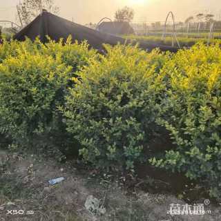 冠幅80厘米金森女贞球