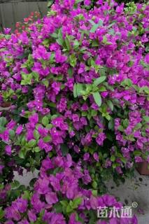 高度80厘米三角梅