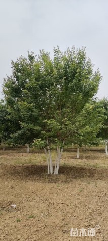 高度900厘米丛生五角枫