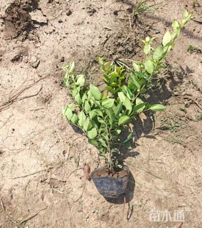 高度40厘米金森女贞小苗