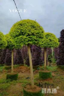 5公分造型亮晶女贞