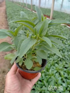 高度20厘米兰花鼠尾草