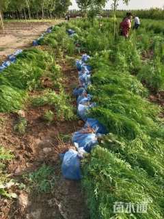 高度80厘米侧柏